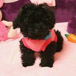 다 남아 있어???있자나 우리집강아지..<b>큰일</b>났어