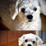 사진有★★우리집 반려견을 소개합니다★★