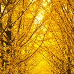 이정도는 되야.. <b>단풍</b>들었다고..