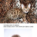 ▶▶▷▶▶세계에서 제일 비싼 <b>애완</b>동물(퍼옴)◀◀◁◀◀