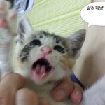 골때리는 아기고양이 <b>푸딩</b>