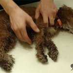 광화문에서 강아지가 성인남자2명에게 40분동안 돌팔매질을 당했다는데요