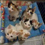 ★★(사진有)우리집 12남매 이야기★★