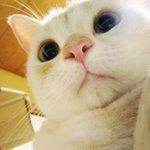 고양이를 키워보고 싶게 만드는 <b>사진들</b>