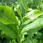 피부좋아지는 음식 <b>best</b>9