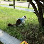 울 집 냥이랑 즐겁게 <b>산책</b>다녀왔어요+_+//
