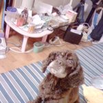 ★★★집문앞에 개가 버려져있었어요★★★