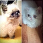 강아지야? 고양이야? 사람들이 궁금해하는 우리집 냥이를 소개합니다~