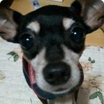 전남 <b>목포</b>에서 강아지 찾아요!!!
