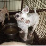 강아지 주인을 찾습니다 <창원 용호동 반지동>