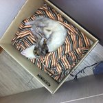 저희 회사 애완<b>동물</b> 페릿을 소개합니다!