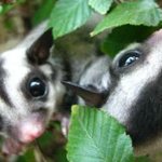 스압&amp;사진有)※♡♥날줄아는 소동물의매력! 우리집 아이들을소개합니다...