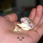 그매야 내 짤<b>이</b> 더 <b>긔</b>여움