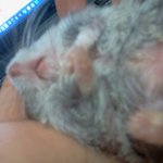 우리집햄스텋ㅎㅎ/목욕씬有