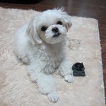 강아지를 잃어버렸어요..혹시 하는 맘에 <b>글</b> 올려봐요
