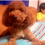 광주광역시서구 <b>상무</b>지구 토이푸들찾습니다.