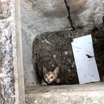 ★[최종수정](사진有)하수구에 빠진 새끼고양이 구했어요! 톡커여러분...