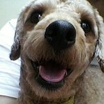 귀욤열매를잔뜩먹은 우리집 개를 소개합니다 ★★ (사진有)