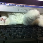표현의 달묘(猫)  ※사진스압!!!