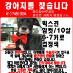저희<b>집</b> 강아지가 사라졌습니다.
