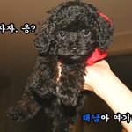 강제인증