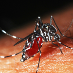 [사진有, 혐오]군대가면 자주 보이는 곤충들..