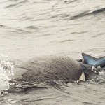 ★★★★★<b>상어</b>가찌질해보이는순간★★★★