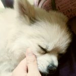 보호소에갈위기에처한예쁜강아지를도와주세요!! ★☆한번만읽어주세요☆★