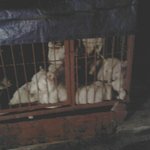 <b>모란</b>시장에 있는 개 시장의 심각성..