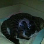 ★★고양이 중성화 <b>의료</b>사고 도와주세요!!★★