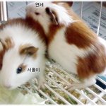 암투병중인 우리집 귀염둥이 서울이 이야기
