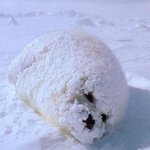 하프물범 짤방 귀<b>엽당</b>