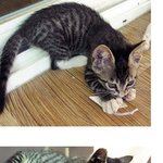 돌맞는 아기고양이 네마리 구해왔어요 ㅠㅠ 분양해요 봐주세요