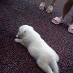 경남 창원시 마산회원구 내서읍에서 강아지를 잃어버렸어요 ㅠㅠ(사진...