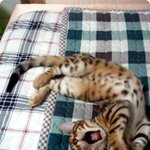 ★☆★ 우리집 냥이들 ♬ ★☆★