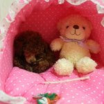 사진有)저희집 여자를 소개 합니당 >.<ㅎ