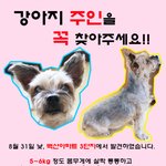 제발 강아지를 살려주세요....