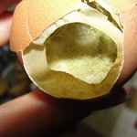 (오늘톡오른거 감사ㅎㅎ)☆★☆[사진有] 훈제란 회사 고발