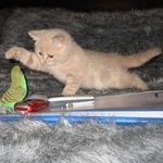 손 <b>동작</b>이 정말 앙증맞은 강아지와 고양이들