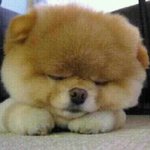 <b>이</b> <b>강아지</b> 종좀 알려주세요