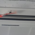 ★사진★여중과벌들의동거★☆★☆