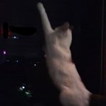 (사진有)♥<b>방충망</b> 타는 우리집 고양이♥