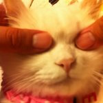 제가 키우는 고양이 사진~!! 이쁘게 봐주세요 ㅋ