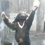 새끼곰죽이고 자살한어미곰..