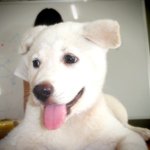 ★사진有)개를잃어버렸어요..찾아주세요★