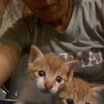 냥이 <b>분양</b> 해 드립니다.