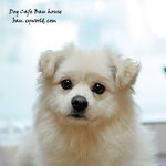 입양이 필요해요>스피츠 <b>혼종</b> 남아~1살~