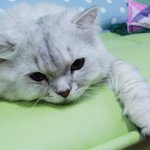 고양이를 찾습니다.(서울 성북구 길음동)