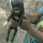 ◆◆외계인 닮은 돼지 <b>ufo</b> 관련설도■■