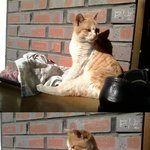 [사진有]우리집 <b>야옹</b>이 소개할꼐요 ㅎㅋㅋ